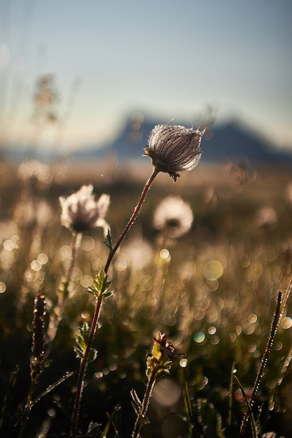 Schön von einem Feld mit trockenen Blumen