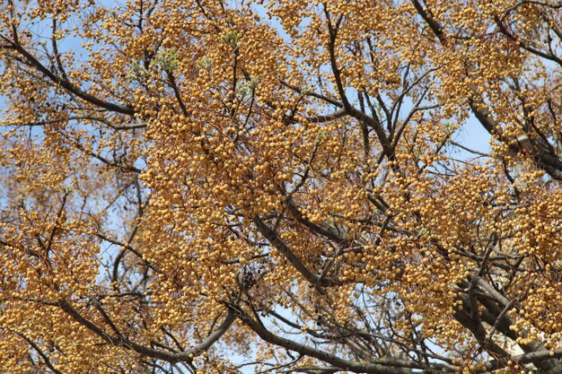 Schöne Ansicht der kleinen orange Früchte auf einem großen Baum unter dem blauen Himmel