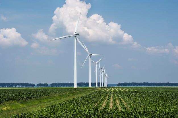 Schöne Ansicht der Windturbinen auf einem grasbedeckten Feld, das in Holland gefangen genommen wird