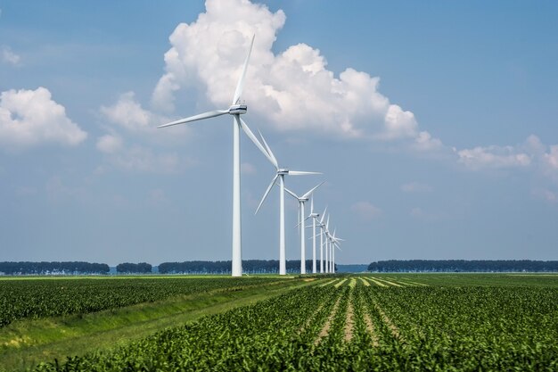 Schöne Ansicht der Windturbinen auf einem grasbedeckten Feld, das in Holland gefangen genommen wird