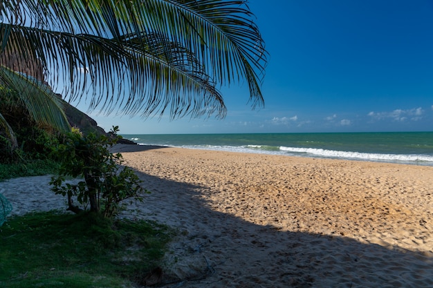 Schöne Ansicht eines Baumes auf dem Sandstrand durch den ruhigen Ozean gefangen in Pipa, Brasilien