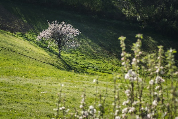 Schöne Ansicht eines blühenden Baumes in einem offenen Feld neben einem Hügel, der an einem sonnigen Tag gefangen genommen wird