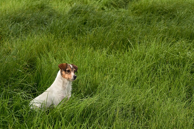 Schöne Ansicht eines entzückenden weißen Hundes auf grünem Gras