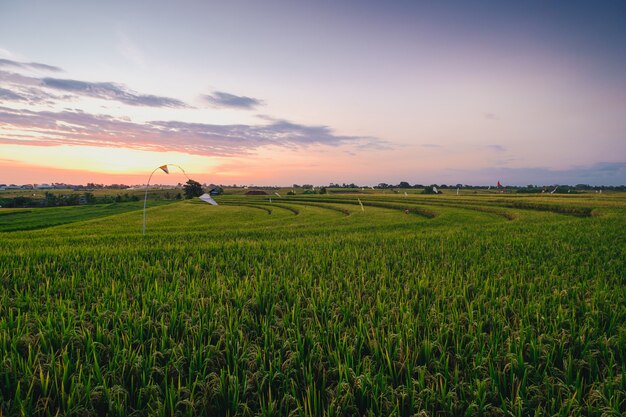 Schöne Ansicht eines Feldes bedeckt in grünem Gras gefangen in Canggu, Bali