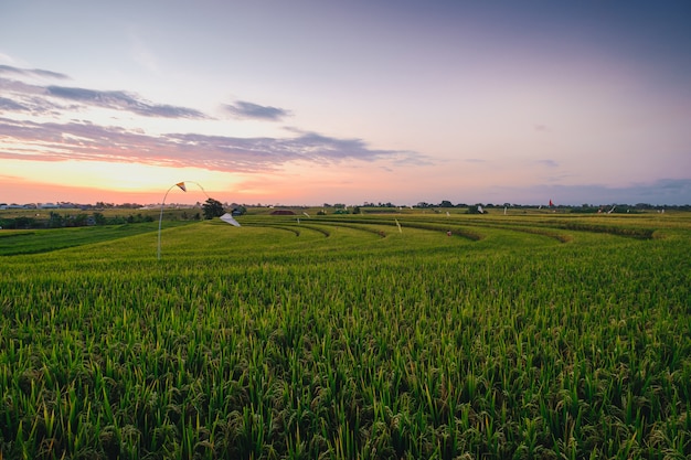 Schöne Ansicht eines Feldes bedeckt in grünem Gras gefangen in Canggu, Bali