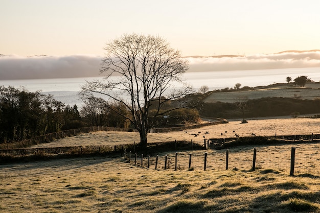 Schöne Ansicht eines isolierten Baumes in einem Feld mit einem ruhigen Ozean und Bergen im Hintergrund