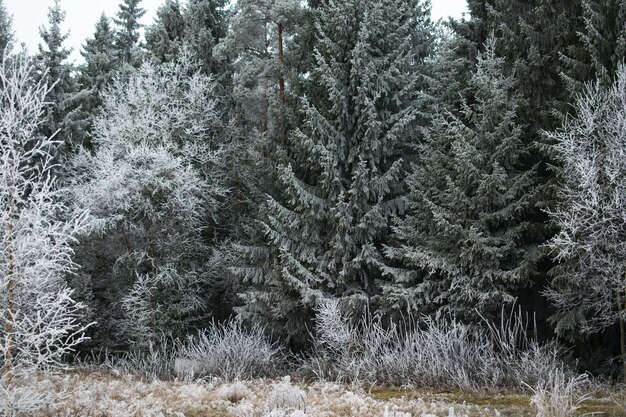 Schöne Ansicht eines Kiefernwaldes bedeckt mit Frost in Mysen, Norwegen