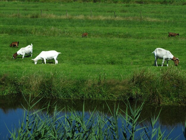 Schöne Ansicht von fünf Farmziegen, die auf Gras in einem Feld neben einem Kanal in den Niederlanden grasen