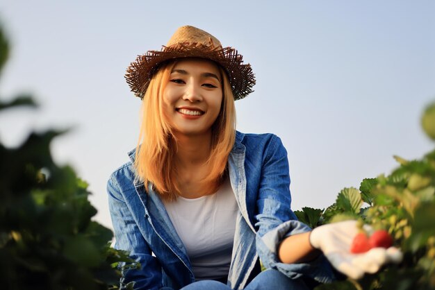 Schöne asiatische Bäuerin erntet frische rote Erdbeeren in der Bio-Erdbeerfarm