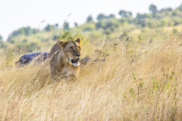 Schöne Aufnahme der Löwin in der Masai Mara Safari in Kenia an einem sonnigen Tag