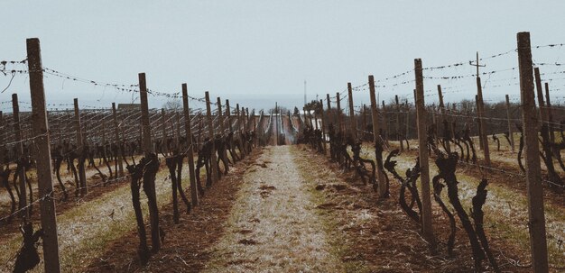 Schöne Aufnahme der Weinberge durch Holz- und Metallzäune geschützt