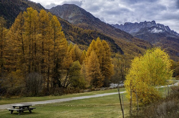 Schöne Aufnahme des Herbstwaldes voller gelber Bäume