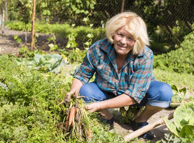 Schöne Aufnahme einer alten Frau, die die Karotten im Garten erntet