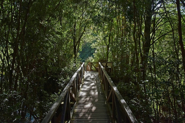 Schöne Aufnahme einer hölzernen Fußgängerbrücke, umgeben von Bäumen im Park