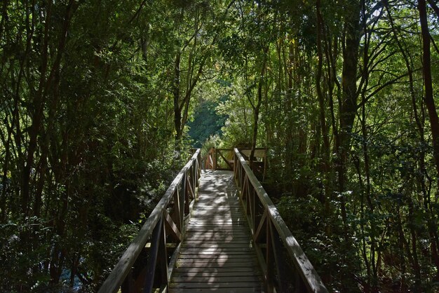 Schöne Aufnahme einer hölzernen Fußgängerbrücke, umgeben von Bäumen im Park