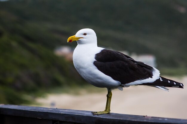 Schöne Aufnahme einer Kelp-Möwe während des Tages