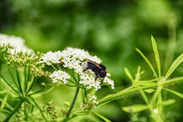 Schöne Aufnahme einer Pflanze mit winzigen weißen Blüten und einem Insekt darauf