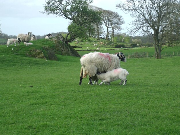 Schöne Aufnahme einer Schafherde, die Gras isst