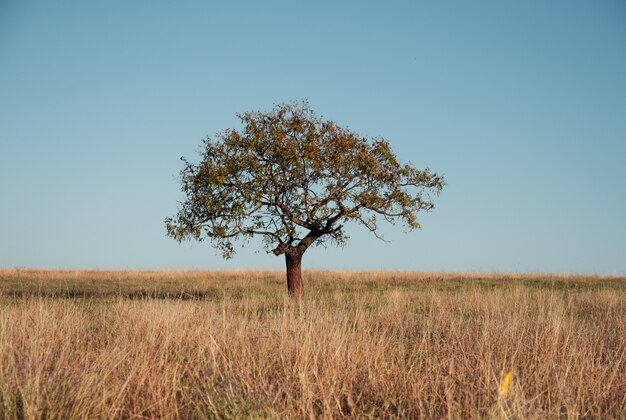 Schöne Aufnahme eines Baumes auf einem Feld