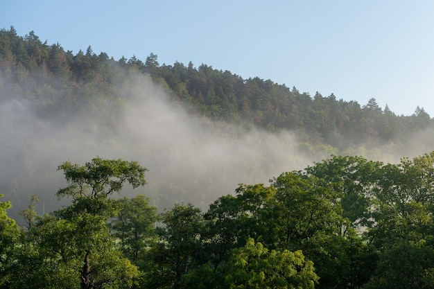 Schöne Aufnahme eines Baumwaldes, umgeben von hohen Bergen, die von Nebel umhüllt sind