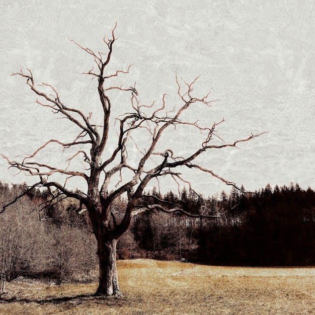 Schöne Aufnahme eines einsamen kahlen Baums in einem Tal mit der Silhouette eines Waldes im Hintergrund