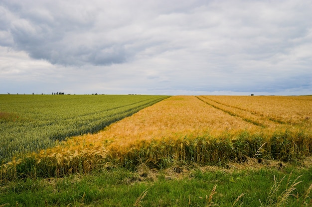 Schöne Aufnahme eines Feldes in der Nähe der Straße in Deutschland