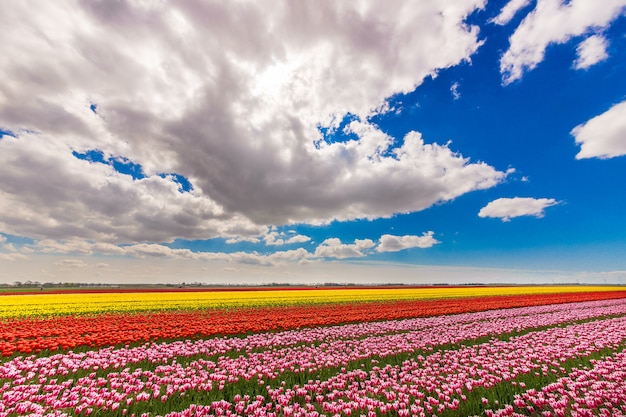 Schöne Aufnahme eines Feldes mit unterschiedlich farbigen Blumen unter einem blauen, bewölkten Himmel