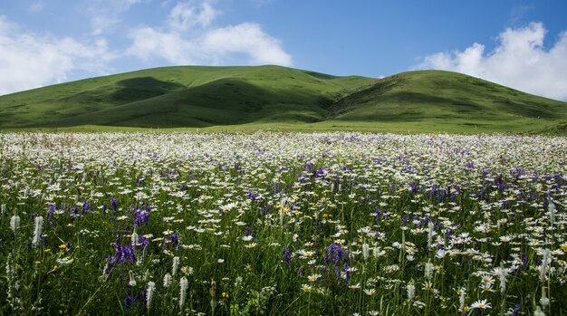 Schöne Aufnahme eines Feldes voller Wildblumen, umgeben von Hügeln