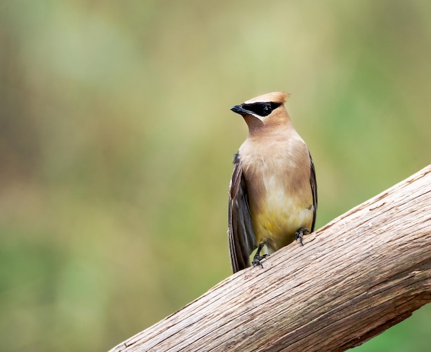 Schöne Aufnahme eines gewöhnlichen Seidenschwanzvogels, der auf einem Ast thront