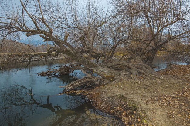 Schöne Aufnahme eines großen alten Baumes, der mit seinen Wurzeln noch in den See gefallen ist