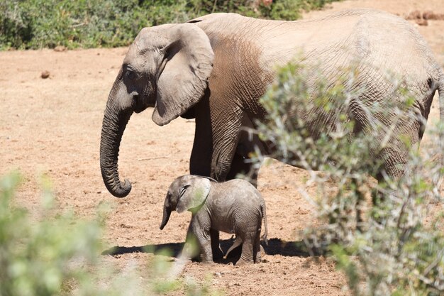 Schöne Aufnahme eines großen Elefanten und eines Elefantenbabys, die auf einem trockenen Feld spazieren gehen