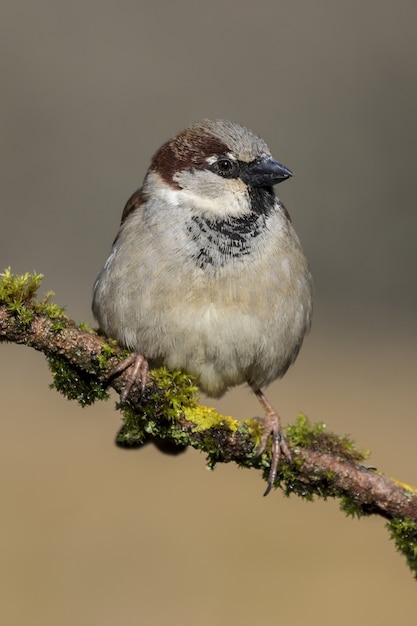 Schöne Aufnahme eines Haussperlings auf dem Ast eines Baumes im Wald