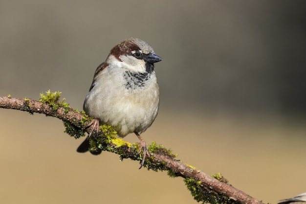 Schöne Aufnahme eines Haussperlings auf dem Ast eines Baumes im Wald