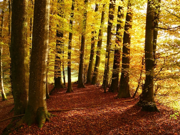 Schöne Aufnahme eines herbstlichen Waldes mit vielen Bäumen