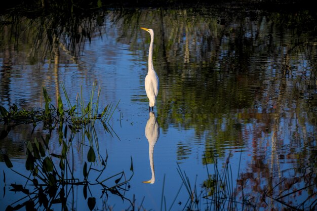 Schöne Aufnahme eines im Wasser stehenden Reihers