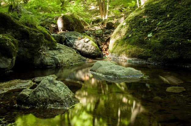Schöne Aufnahme eines kleinen Flusses im Wald mit Moos bedeckten Felsen