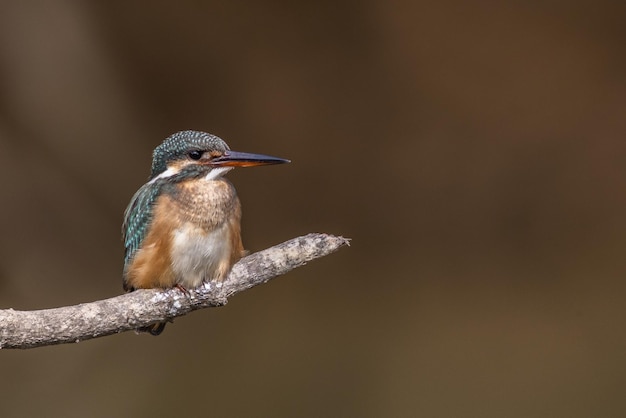 Schöne Aufnahme eines Kolibris in Bewegung mit verschwommenem Hintergrund