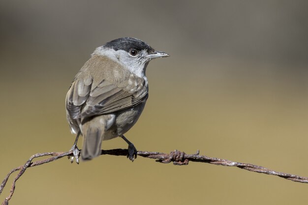 Schöne Aufnahme eines Mönchsgrasmückes auf dem Draht im Wald