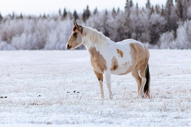 Schöne Aufnahme eines Pferdes, das auf dem mit Schnee bedeckten Boden steht