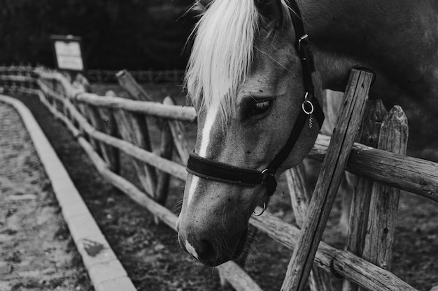 Schöne Aufnahme eines Pferdes in Schwarz und Weiß, das seinen Kopf an einem Holzzaun hängt