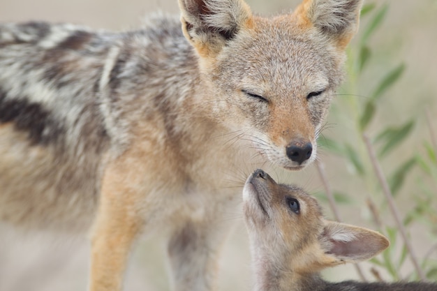 Kostenloses Foto schöne aufnahme eines sandfuchses mit schwarzem rücken und ihres babys, das auf dem sandbedeckten boden spielt