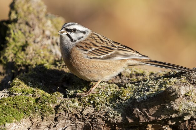 Schöne Aufnahme eines Spatzenvogels auf dem Felsen im Wald