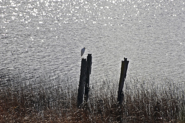 Schöne Aufnahme eines Vogels am Meer bei Sonnenuntergang