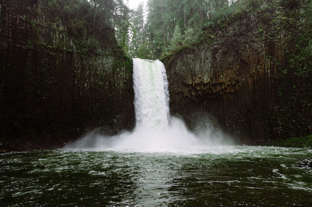 Schöne Aufnahme eines Wasserfalls im Wald, umgeben von hohen Bäumen
