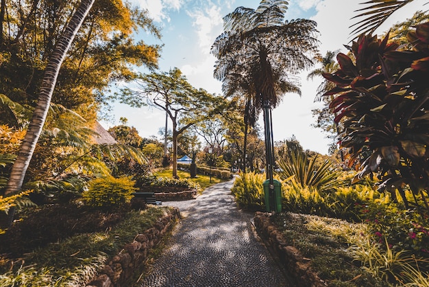 Schöne Aufnahme eines Weges in der Mitte von Bäumen und Pflanzen am Tag in Madeira, Portugal