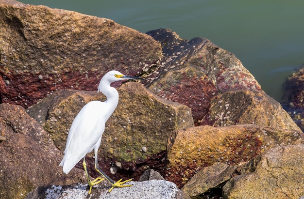 Schöne Aufnahme eines weißen Reihers, der auf einer felsigen, steinigen Oberfläche vor einem See steht