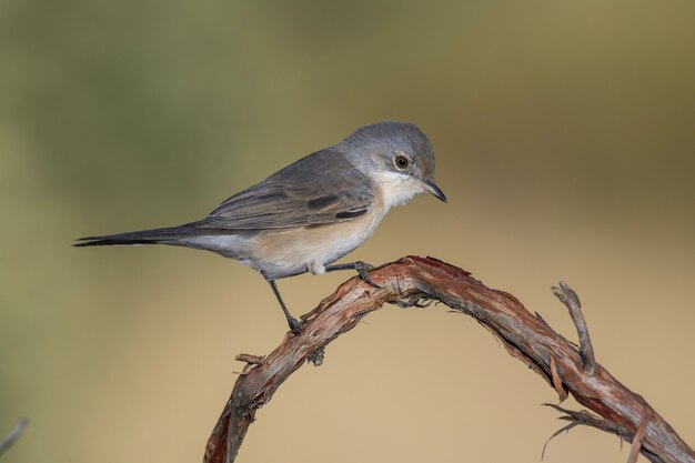 Schöne Aufnahme eines Western Bonellis Grasmücke Vogel (Phylloscopus bonelli) thront auf einem Ast