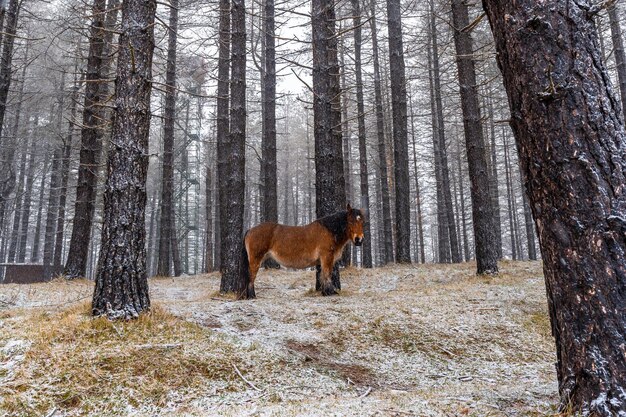 Schöne Aufnahme eines Wildpferdes im Aizkorri-Berg von Gipuzkoa, umgeben von Bäumen