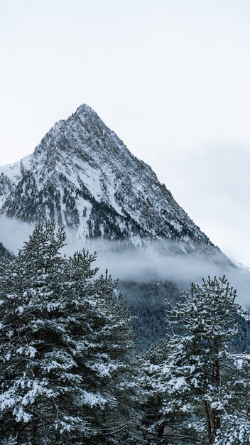 Schöne Aufnahme eines Wintertannenwaldes in der Nähe von Bergen