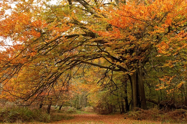 Schöne Aufnahme von Bäumen mit bunten Blättern in einem herbstlichen Wald